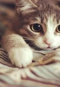 Mèo Con Là Để Yêu Thương