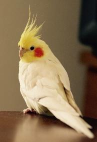 Cái Máy Nhại Của Bạch Nguyệt Quang