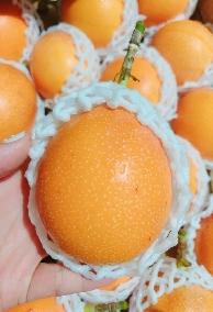 Khi Chanh Có Vị Ngọt