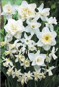 Bó Hoa Của Narcissus